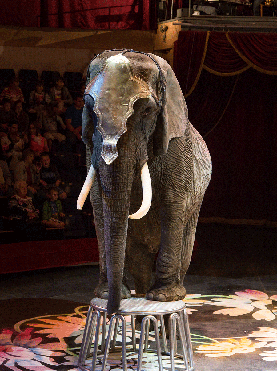 Wild animals in circuses | Eurogroup for Animals