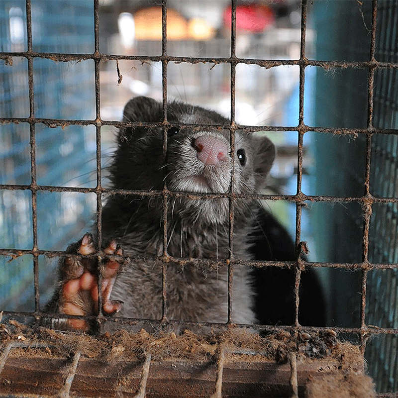 Fur farming | Eurogroup for Animals