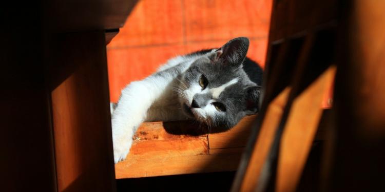 Free roaming cats in Sweden should from now on be neutered | Eurogroup for  Animals