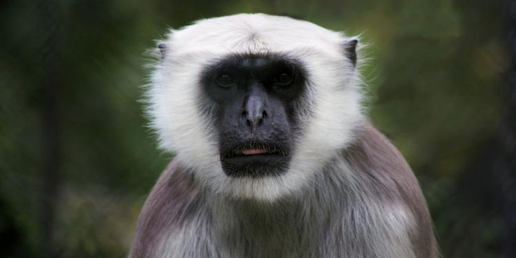 International Primate Day 2019 | Eurogroup for Animals