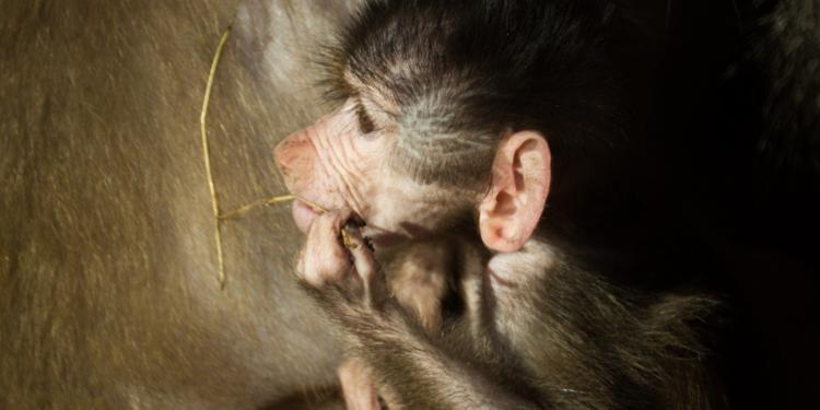 Scientists confirm that animal tests for human drugs do not work |  Eurogroup for Animals