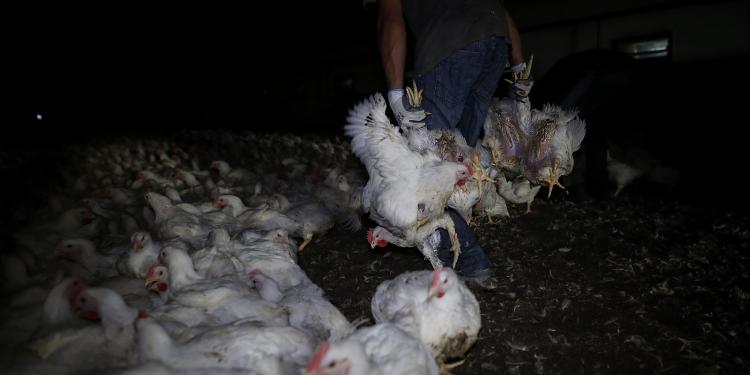 New investigation by Animal Equality uncovers severe animal welfare problems  on UK chicken farms | Eurogroup for Animals