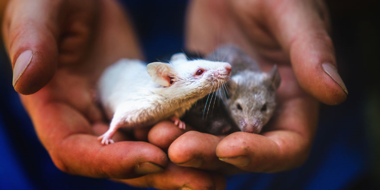 What can we achieve together to phase out animal experiments? | Eurogroup  for Animals