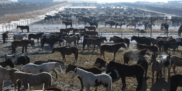 Eurogroup For Animals and the Canadian Horse Defence Coalition call for EU  and Canada to address horse welfare under CETA | Eurogroup for Animals