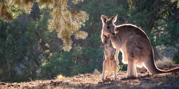 Australian Government hides behind kill industry as EU considers kangaroo  product ban | Eurogroup for Animals