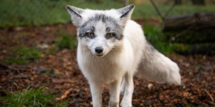 Foxes and raccoon dogs rescued from fur farm find sanctuary with FOUR PAWS  | Eurogroup for Animals